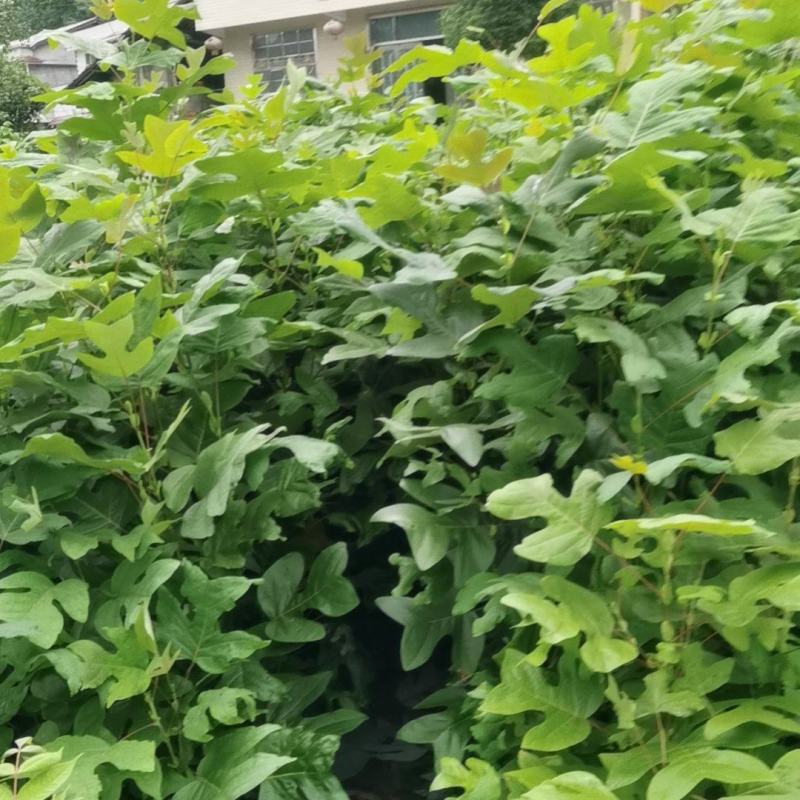鹅掌楸（马褂木）