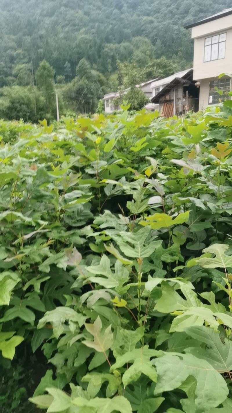 鹅掌楸（马褂木）