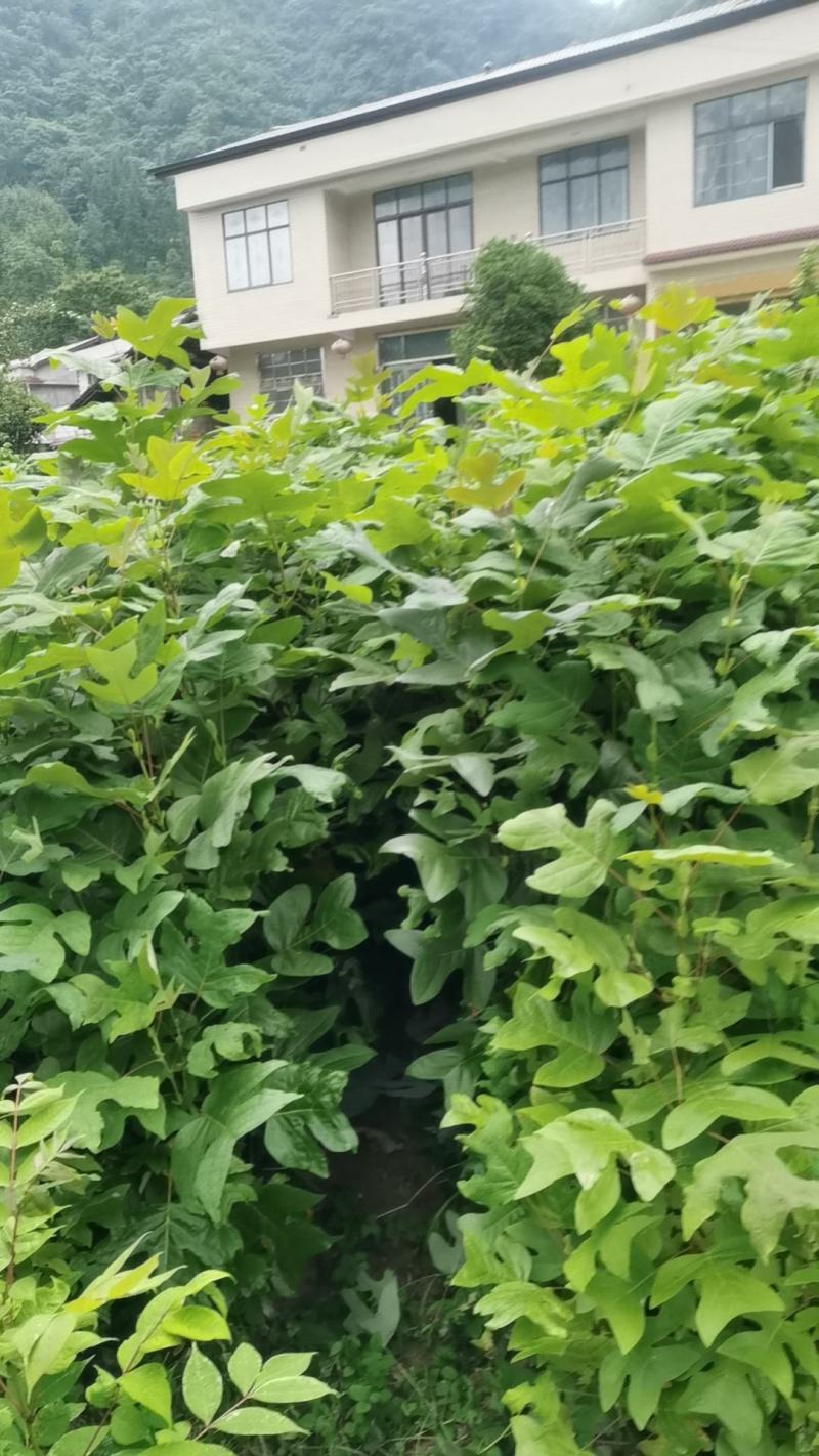 鹅掌楸（马褂木）
