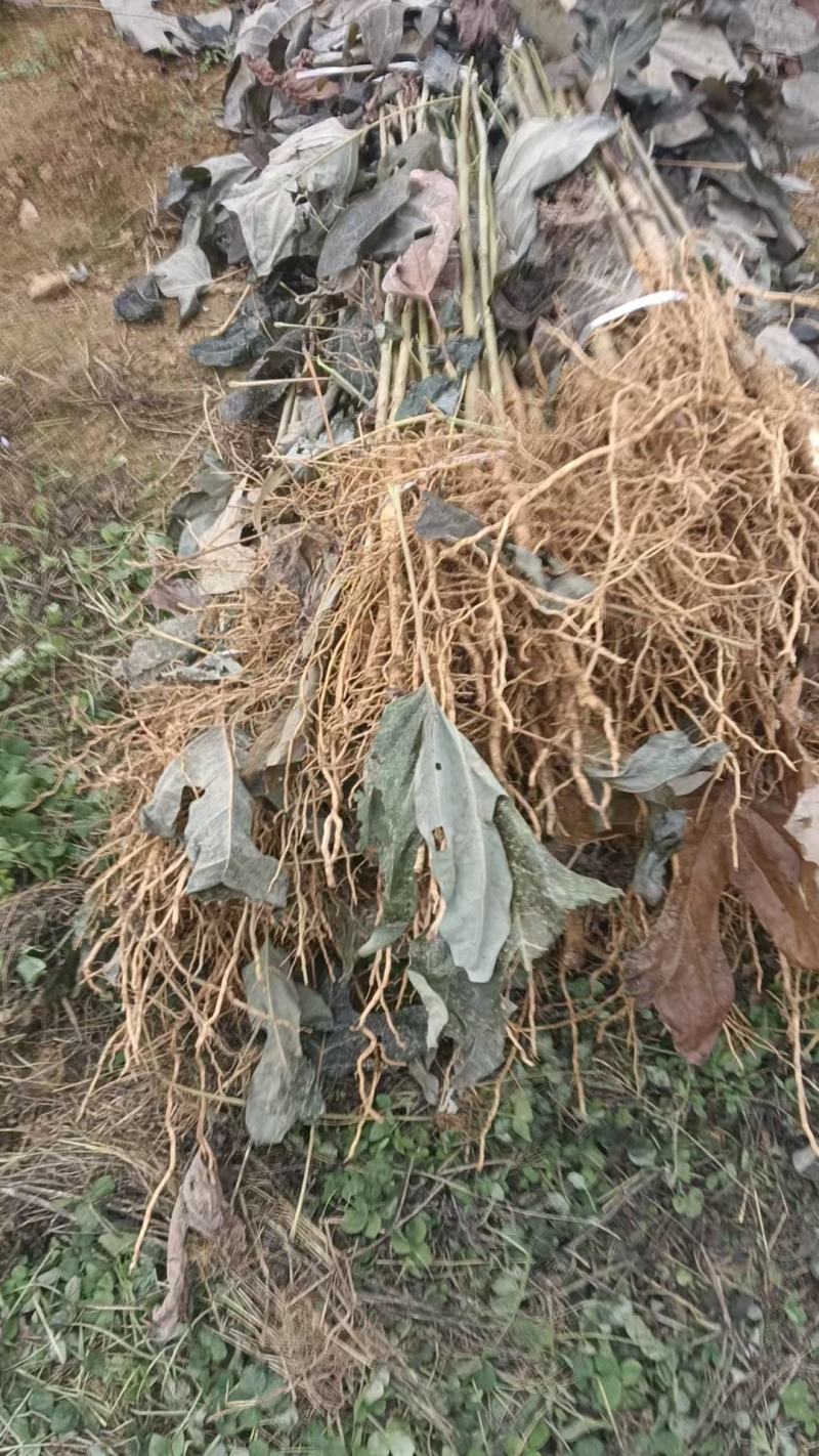 鹅掌楸（马褂木）