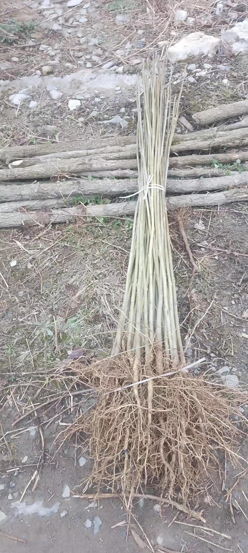 鹅掌楸（马褂木）
