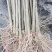 鹅掌楸（马褂木）