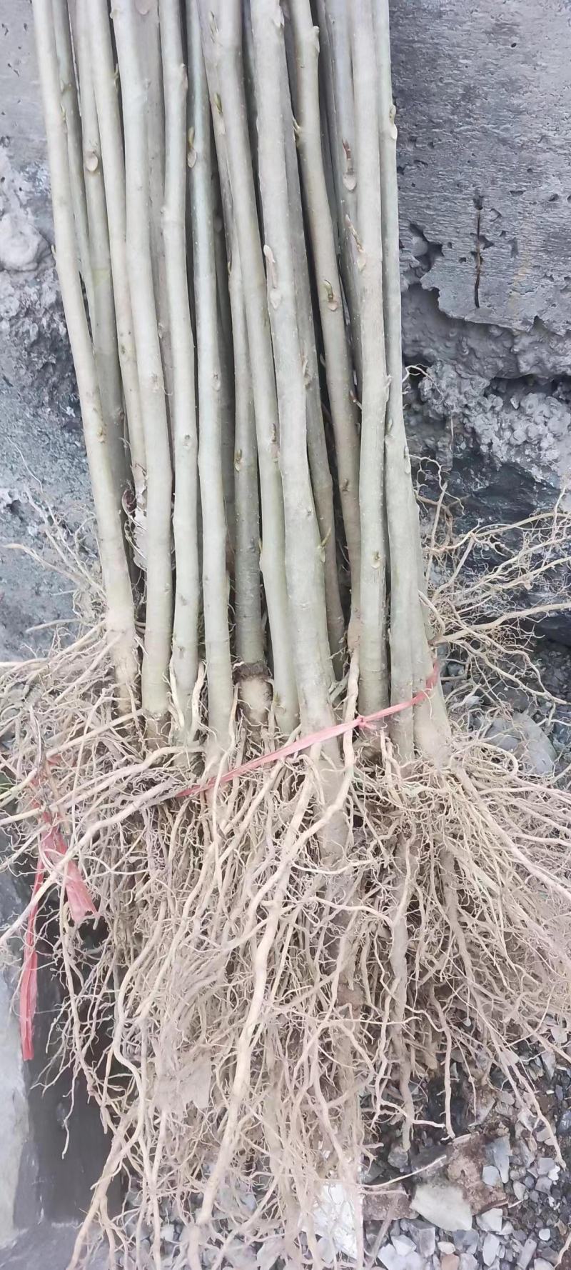 鹅掌楸（马褂木）