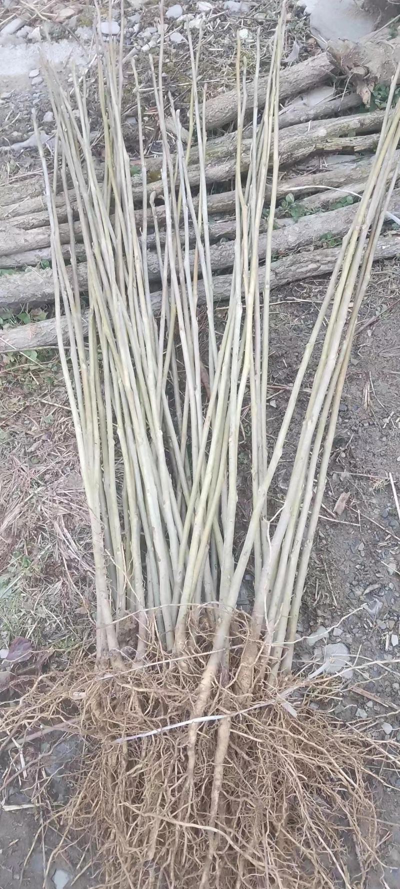 鹅掌楸（马褂木）