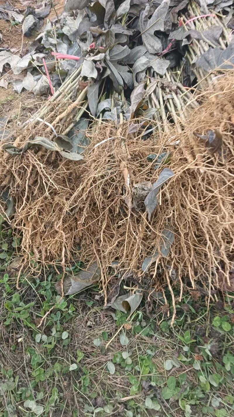鹅掌楸（马褂木）