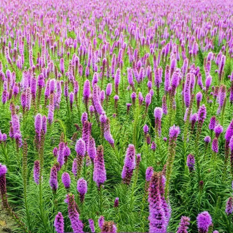 蛇鞭菊种子花坛花境庭院植物花种子菊花种子麒麟菊花海