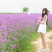 柳叶马鞭草种子四季播种开花大面积花海公园乡村绿化的马边草
