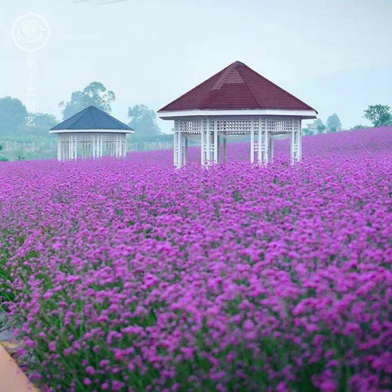 柳叶马鞭草种子四季播种开花大面积花海公园乡村绿化的马边草