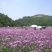 柳叶马鞭草种子四季播种开花大面积花海公园乡村绿化的马边草