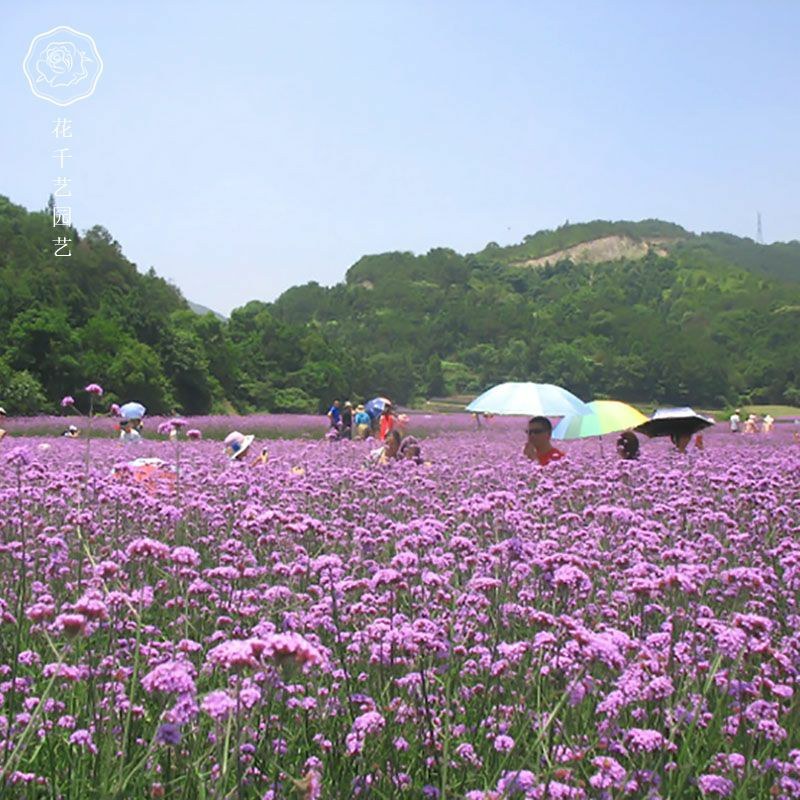 柳叶马鞭草种子四季播种开花大面积花海公园乡村绿化的马边草