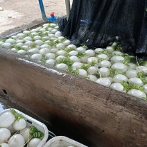圆萝卜