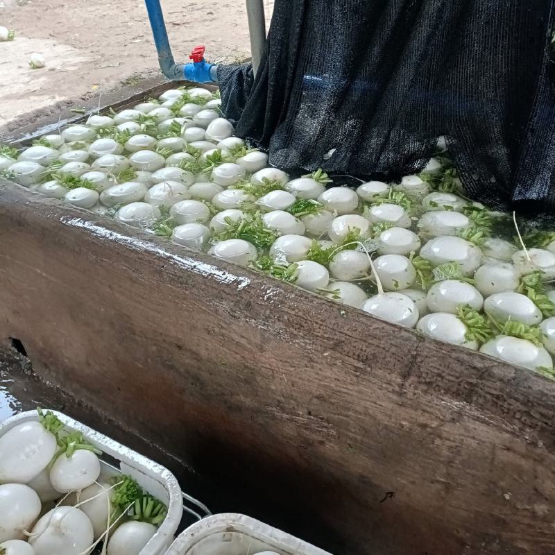 圆萝卜
