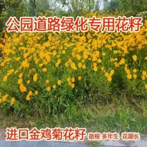金鸡菊花种子多年生宿根耐寒花籽景观花海庭院阳台易播种花草