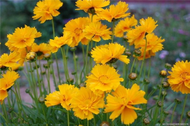 金鸡菊花种子多年生宿根耐寒花籽景观花海庭院阳台易播种花草