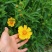 金鸡菊花种子多年生宿根耐寒花籽景观花海庭院阳台易播种花草