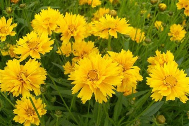 金鸡菊花种子多年生宿根耐寒花籽景观花海庭院阳台易播种花草