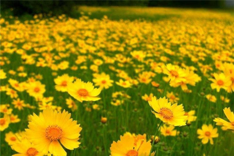 金鸡菊花种子多年生宿根耐寒花籽景观花海庭院阳台易播种花草