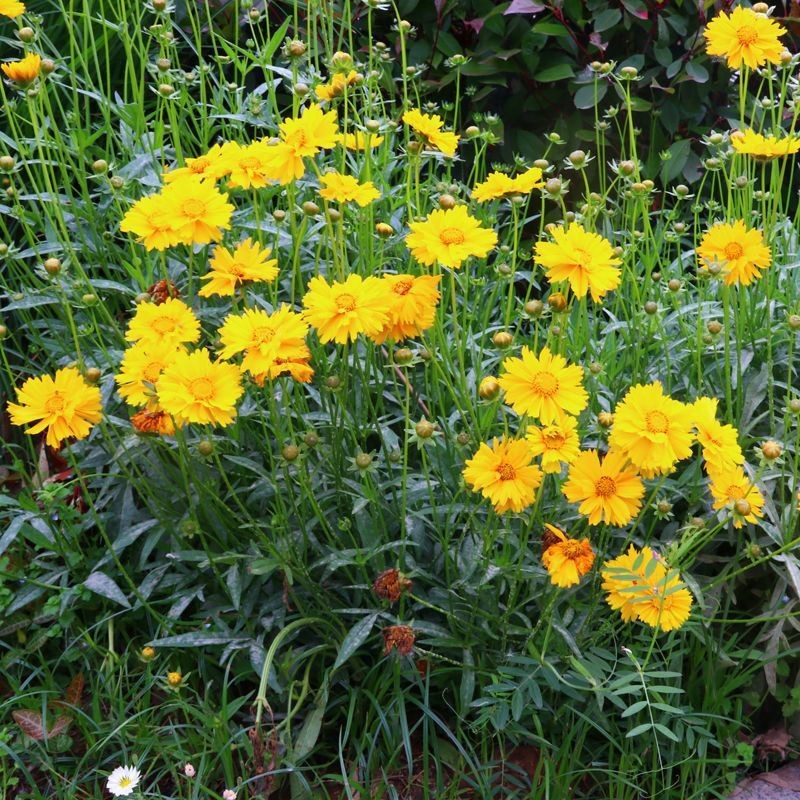 金鸡菊花种子多年生宿根耐寒花籽景观花海庭院阳台易播种花草