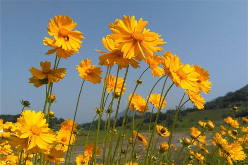 金鸡菊花种子多年生宿根耐寒花籽景观花海庭院阳台易播种花草