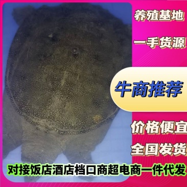 甲鱼生态公甲鱼甲鱼养殖基地对接饭店酒店档口市场批发零售