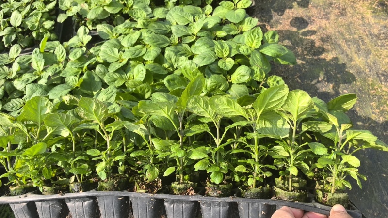 广藿香苗。