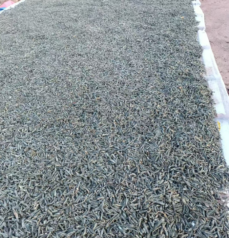 双肾参云南高山野生药材物美价廉可配多种药材一起批发