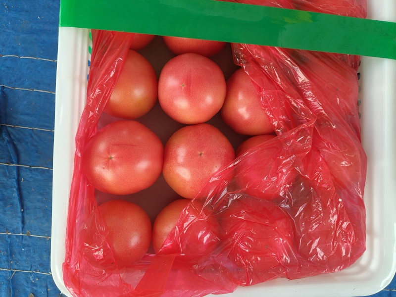 精品硬粉西红柿，原产地直发货源充足稳定货品质量优良。