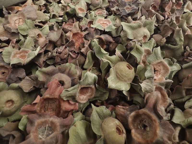 柿蒂新货柿子蒂无硫***色青无杂质河南柿蒂