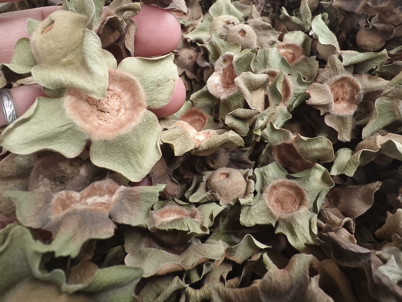 柿蒂新货柿子蒂无硫***色青无杂质河南柿蒂