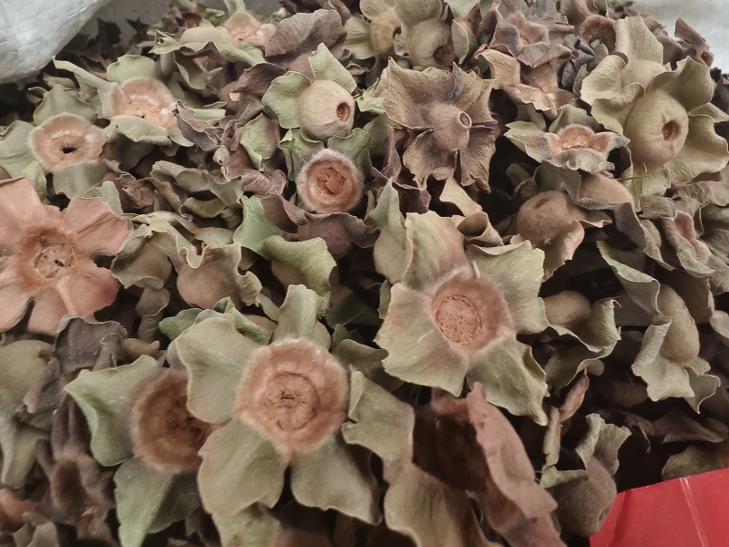 柿蒂新货柿子蒂无硫***色青无杂质河南柿蒂