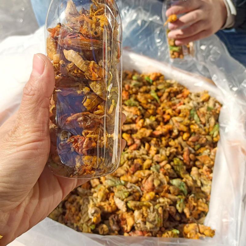 小白蝉