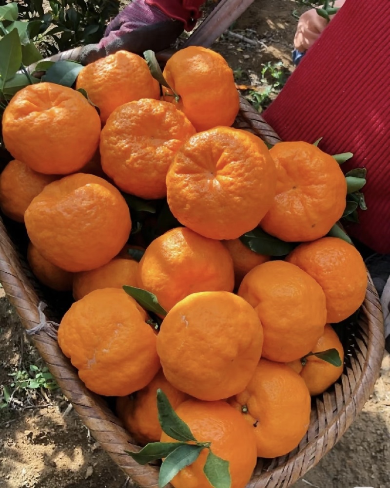 椪柑【精品】现摘现发量大价优口感好运输便利