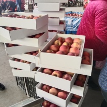 山东精品红富士大量有货，欢迎全国各地老板实地考察订购