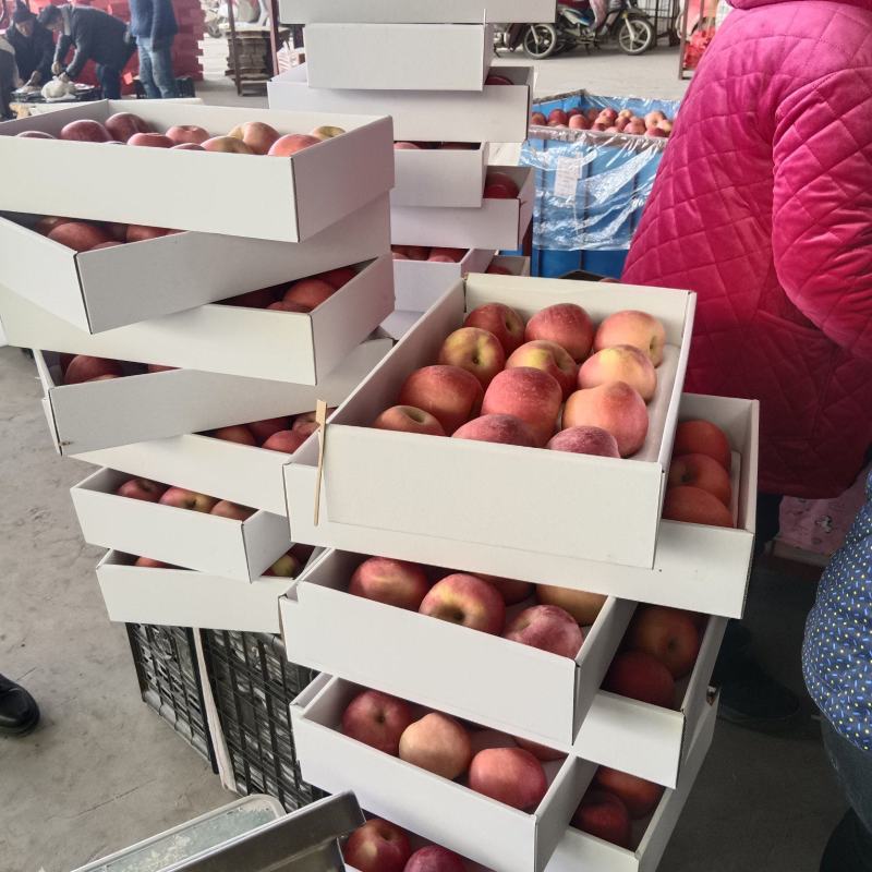 山东精品红富士大量有货，欢迎全国各地老板实地考察订购