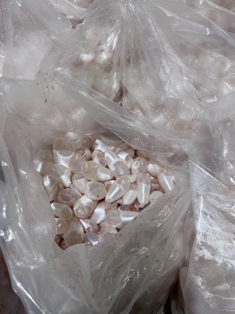 白鲢鱼泡鱼肚鱼鳔全国发货质量保证欢迎下单