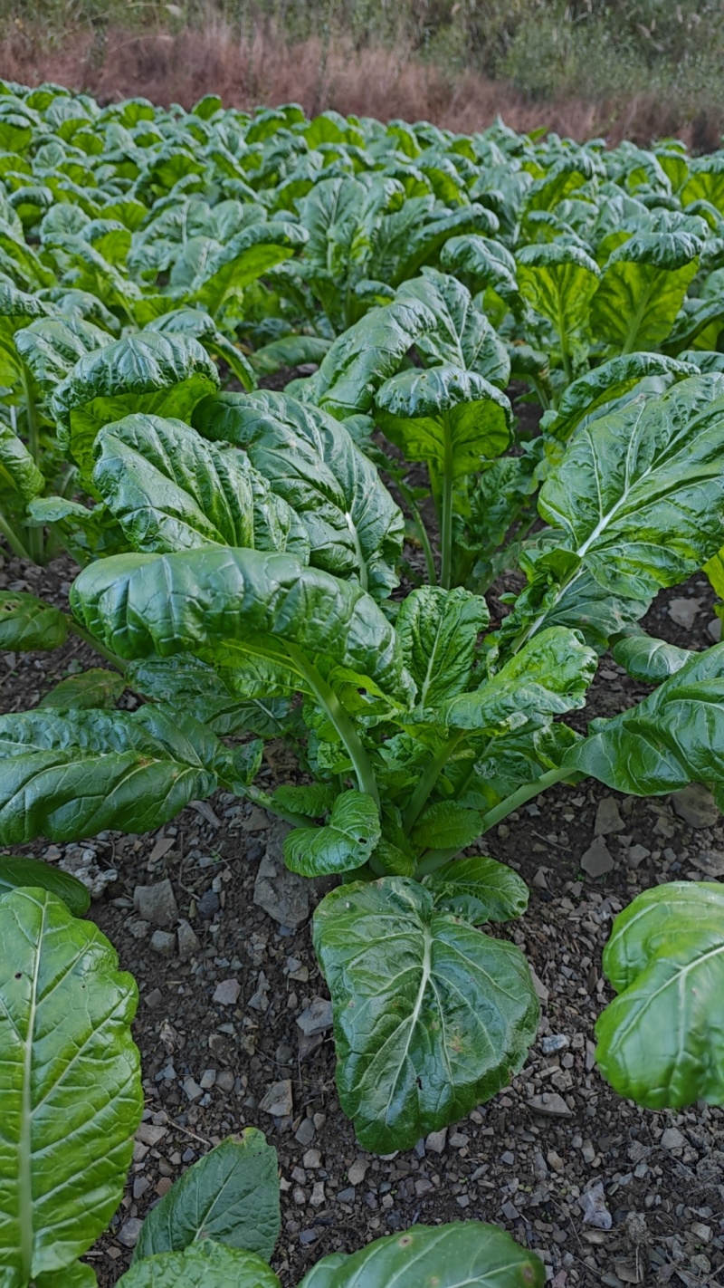 青梗菜