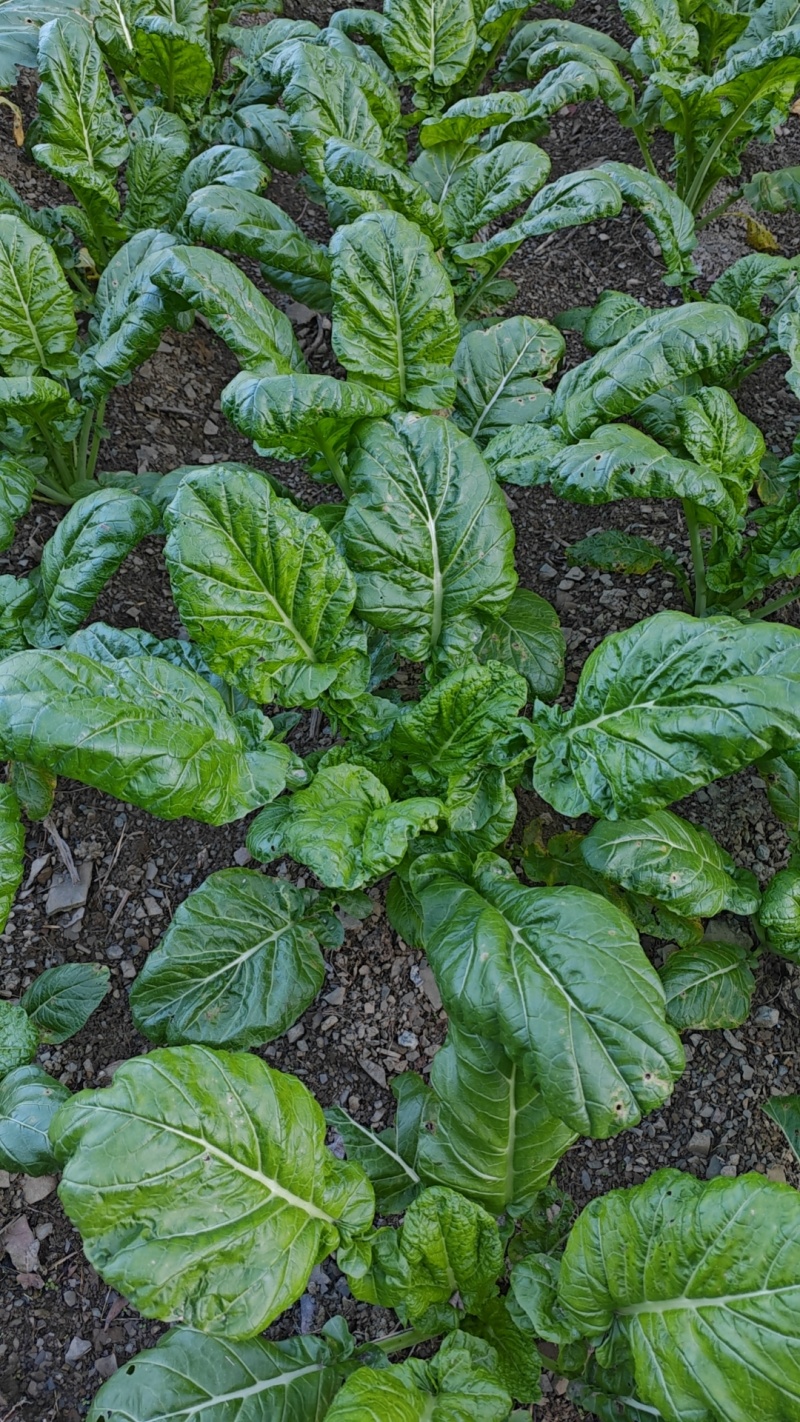 青梗菜