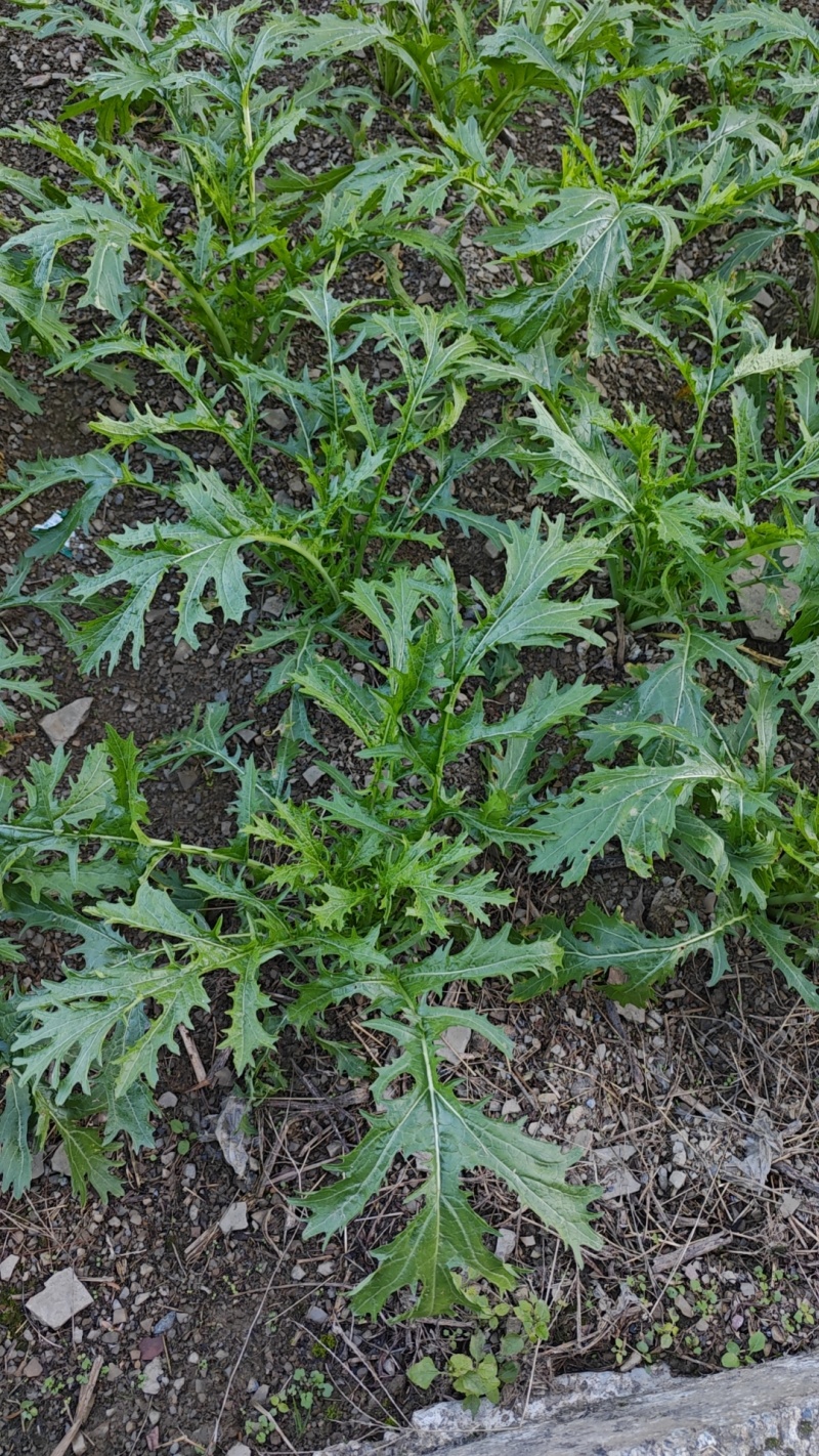 青梗菜