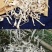 云南怒江高黎贡山，白雪茶