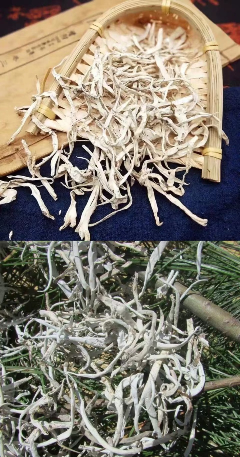 云南怒江高黎贡山，白雪茶