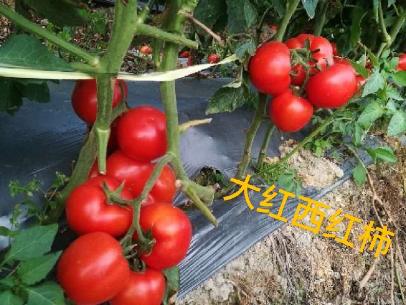 耐寒石头番茄苗已大量上市，品质保证，欢迎来电大需预订！！！