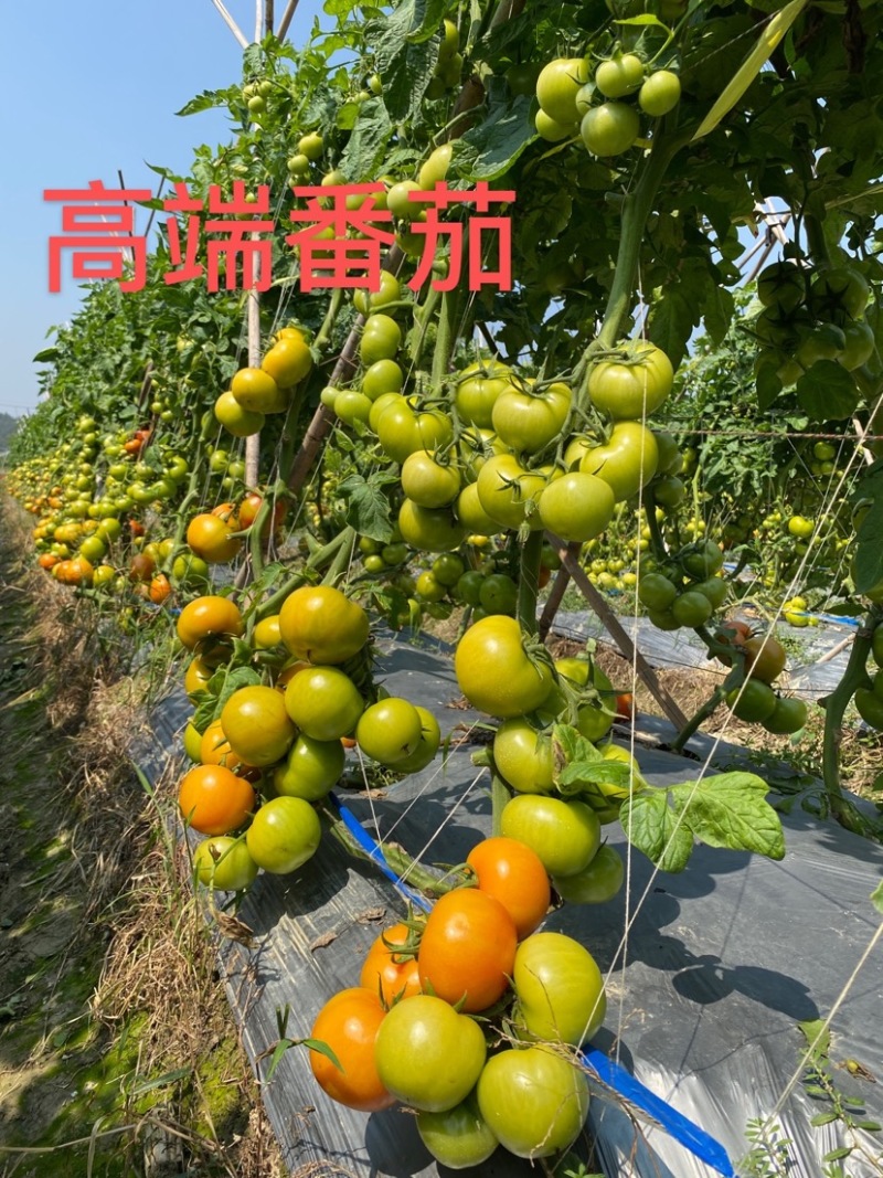 耐寒石头番茄苗已大量上市，品质保证，欢迎来电大需预订！！！