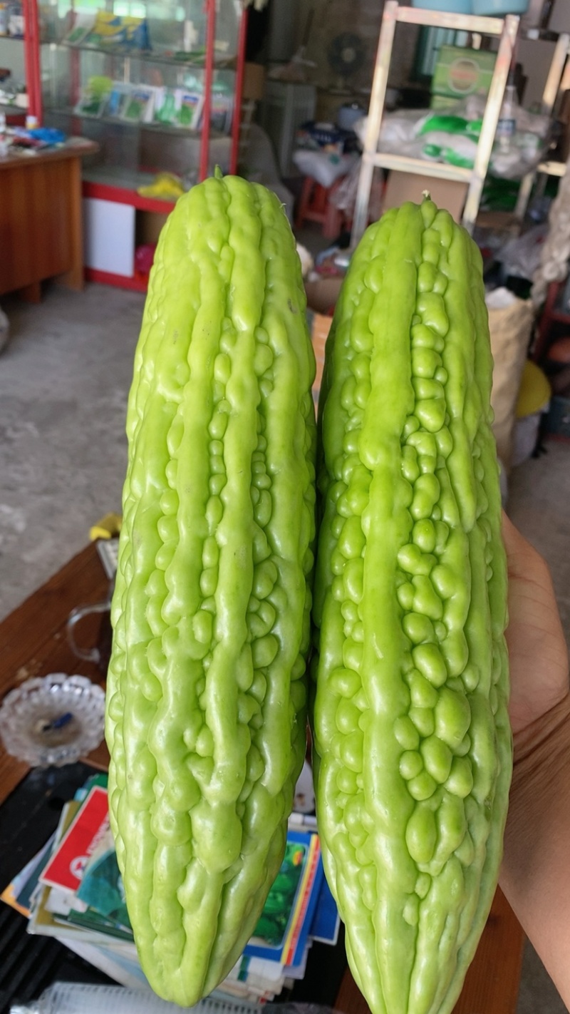 珍珠苦瓜苗，大量有货，品质保证，欢迎来电