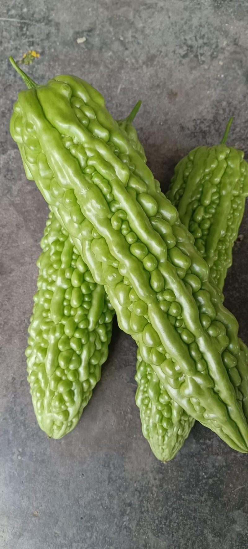 珍珠苦瓜苗，大量有货，品质保证，欢迎来电