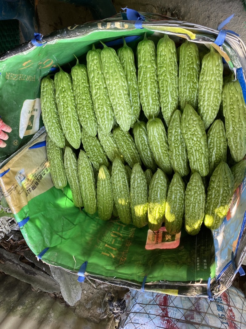 珍珠苦瓜苗，大量有货，品质保证，欢迎来电