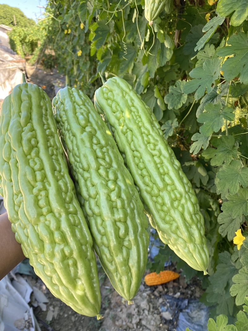 假珍珠系列苦瓜苗(绿中带白，光泽非常好)