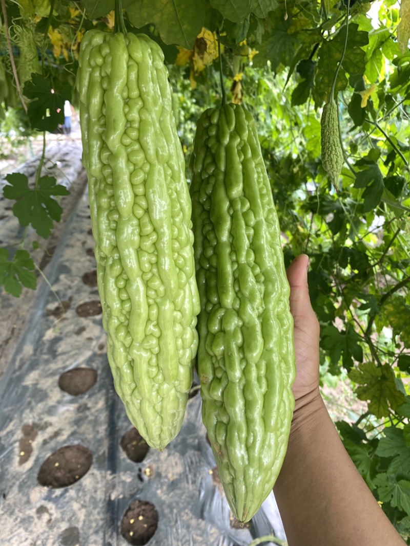 假珍珠系列苦瓜苗(绿中带白，光泽非常好)