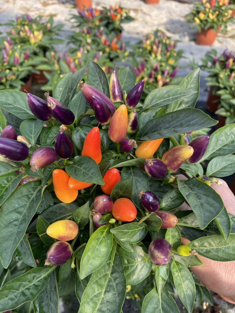 五彩椒苗(盆栽)，集药用食月观赏一体，品质保证