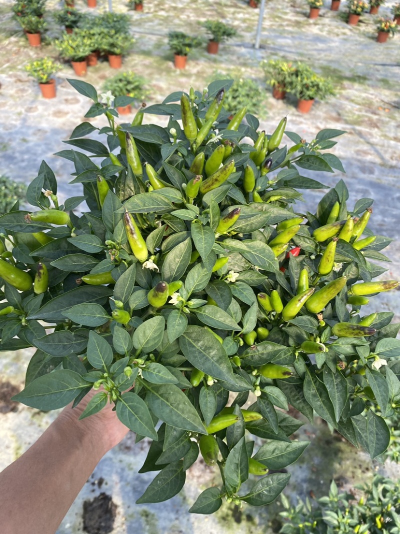 五彩椒苗(盆栽)，集药用食月观赏一体，品质保证