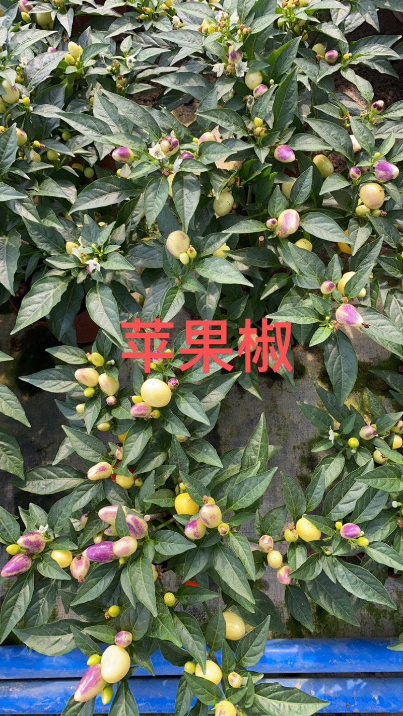 五彩椒苗(盆栽)，集药用食月观赏一体，品质保证